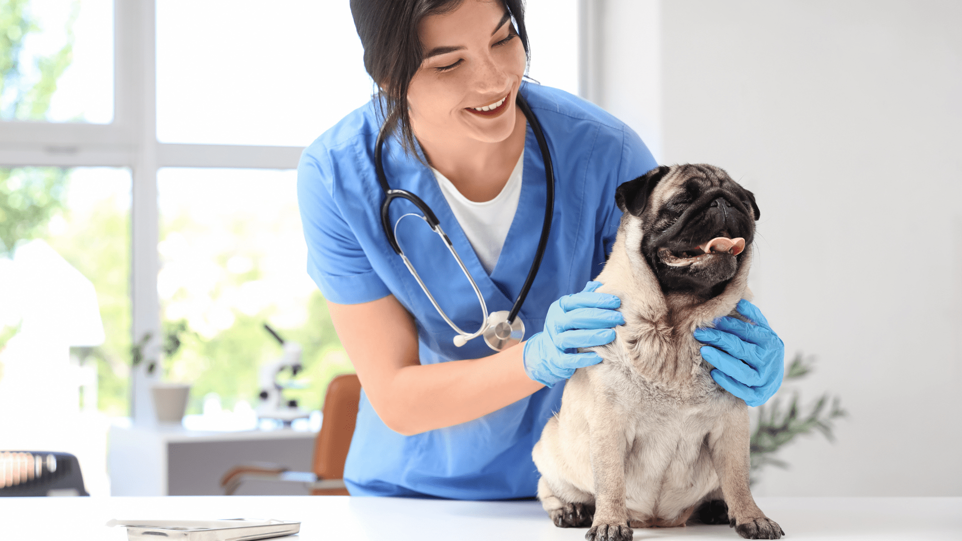 marketing per veterinari